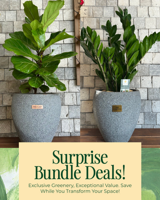 🦩 Jungle Fusion Duo 'Bundle'