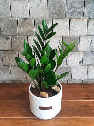 Zamia Gem Petite