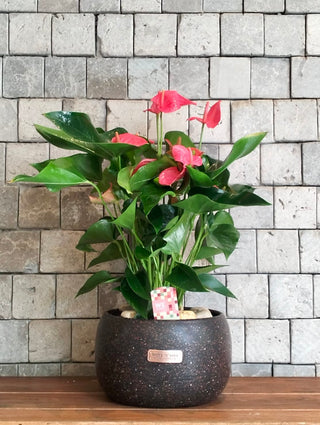EverBloom Flamingo Lily