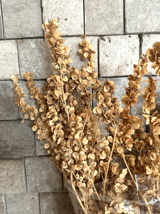 Dried Garden Orache Bunch