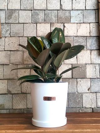 Burgundy Rubber Gem