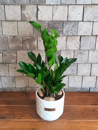 Zamia Gem