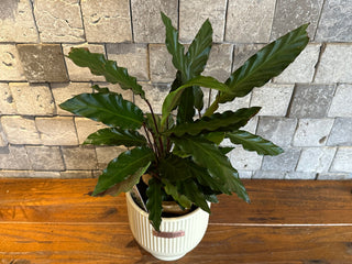 Calathea Velvet Furry Feather