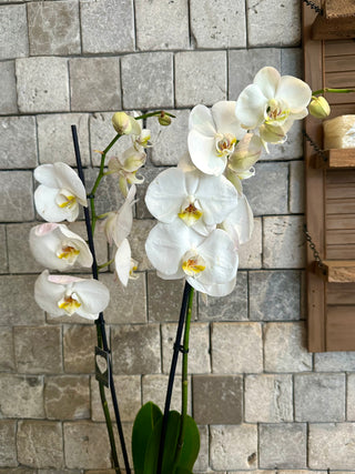 Eclipse Moon Orchids | Sculpted Indian Wooden Pot