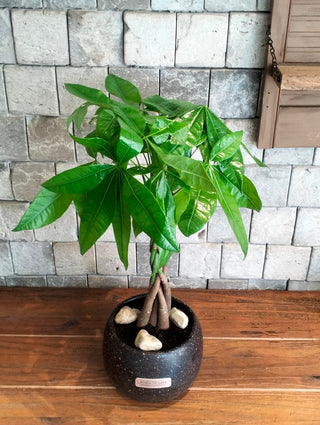EverLuck MoneyTree