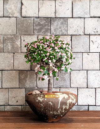 Pink Jade Bonsai · Héritage