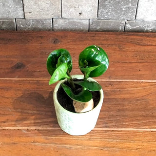 Green Pearl Mini