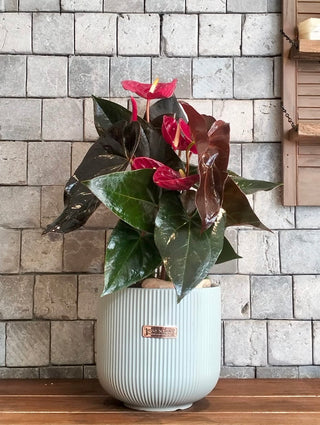 EverBloom Flamingo Lily
