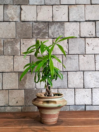 Vibrant Braid MoneyTree Bonsai ‘Petite’