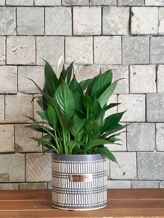 Boho Peace Lily Blossoms
