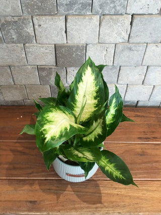 Ivory Mist Dieffenbachia