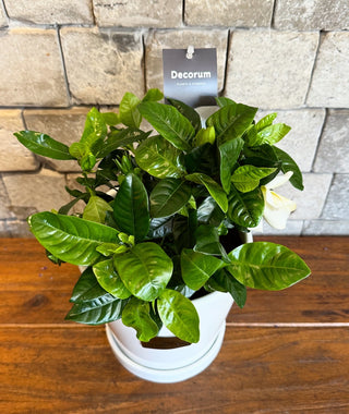 Gardenia, Cape Jasmine