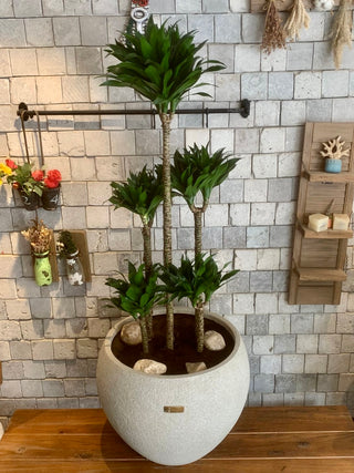Topical Jewel Dracaena ’Compacta’