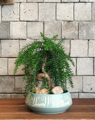 Norfolk Island Gem Bonsai | Artisan Designer Pottery Collection