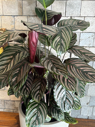 Pinstripe Calathea, The Prayer Plant