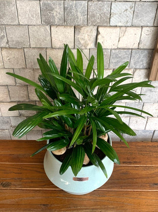 Featherlace Lady Palm