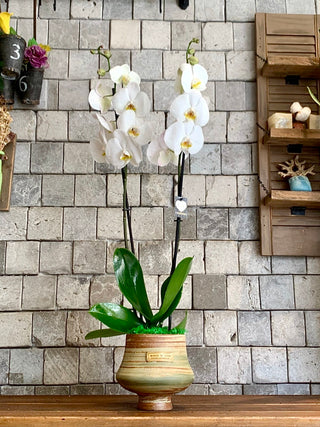 Eclipse Moon Orchids
