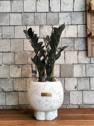 Onyx Exotic Zamia