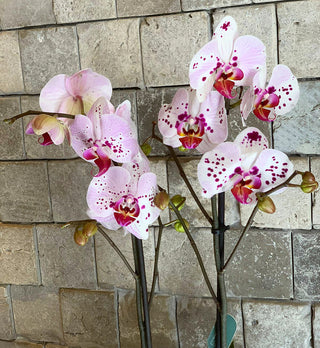 ‘Sophia’ Moon Orchids
