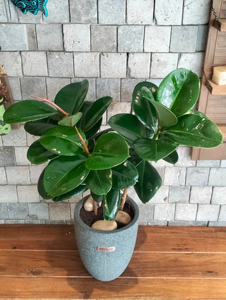 Velvet Leaf Rubber Plant