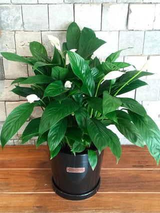 Peace Lily Bliss