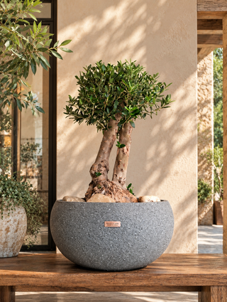 Olivara™ Olive Bonsai – Prestige Edition