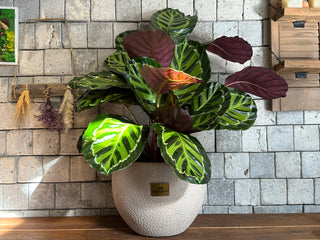 Rose Painted Calathea, The Prayer Plant