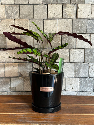 RattleSnake Calathea, The Prayer Plant