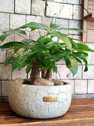 Fortune Grove Money Tree Bonsai