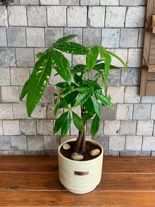 EverLuck MoneyTree