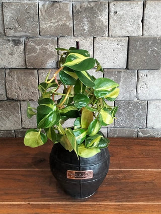 LacyTree Philodendron Brasil