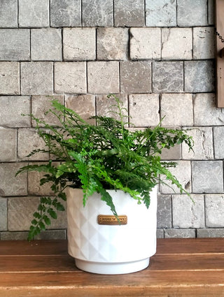 Rabbit's Foot Fern