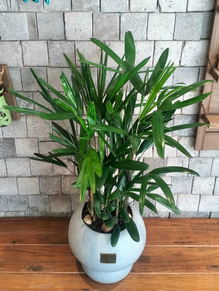 Laceleaf Lady Palm (As Is)