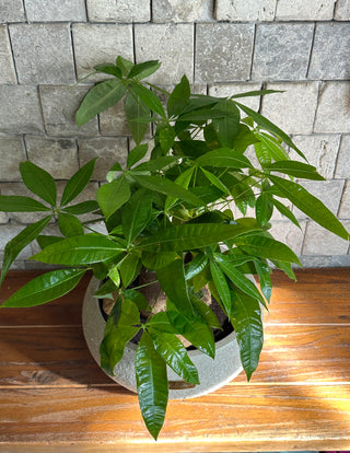 Chic Fortune-Forest MoneyTree Bonsai