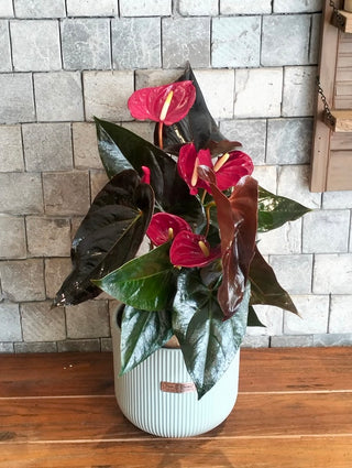 EverBloom Flamingo Lily
