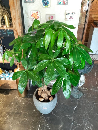 EverLuck MoneyTree Pachira