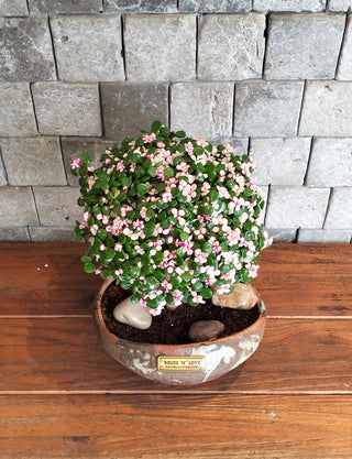 Pink Jade Bonsai · Héritage