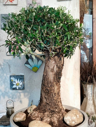 Eterna™ Olive Bonsai – Signature Edition