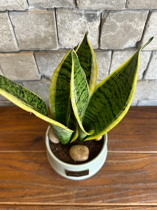 Snake Plant