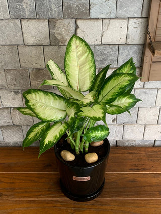 dumb cane dieffenbachia dangerous plant Exotic Lime Dieffenbachia Dumbcane Indoor Plant. High Quality Indoor Planter. Best Air-Purifying Tall Large Indoor House Plants – ROUGE 'N' LOVE ™
