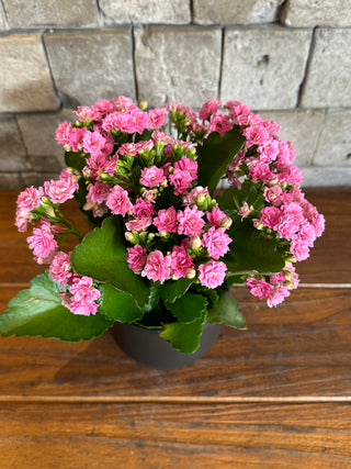 Pink Flaming Katy Kalanchoe