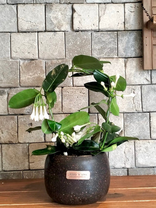 Madagascar Jasmine Beauty