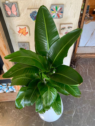 Élan & Sculpt Collection