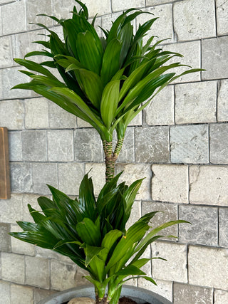 Verde Nobile Compacta