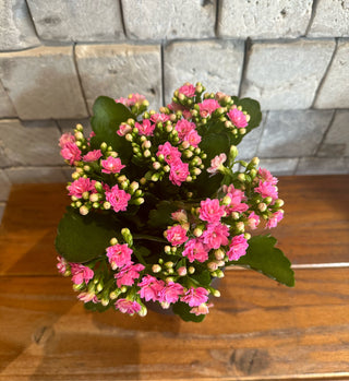 Pink Flaming Katy Kalanchoe