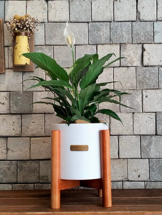 Peace Lily Delight