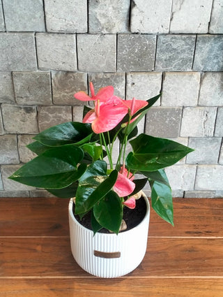 Blush Muse Flamingo Lily