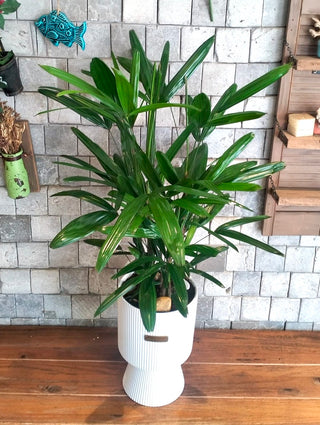 Featherlace Lady Palm