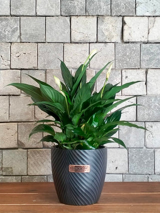 Peace Lily Blossoms