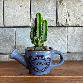 Mini Cactus Joy
